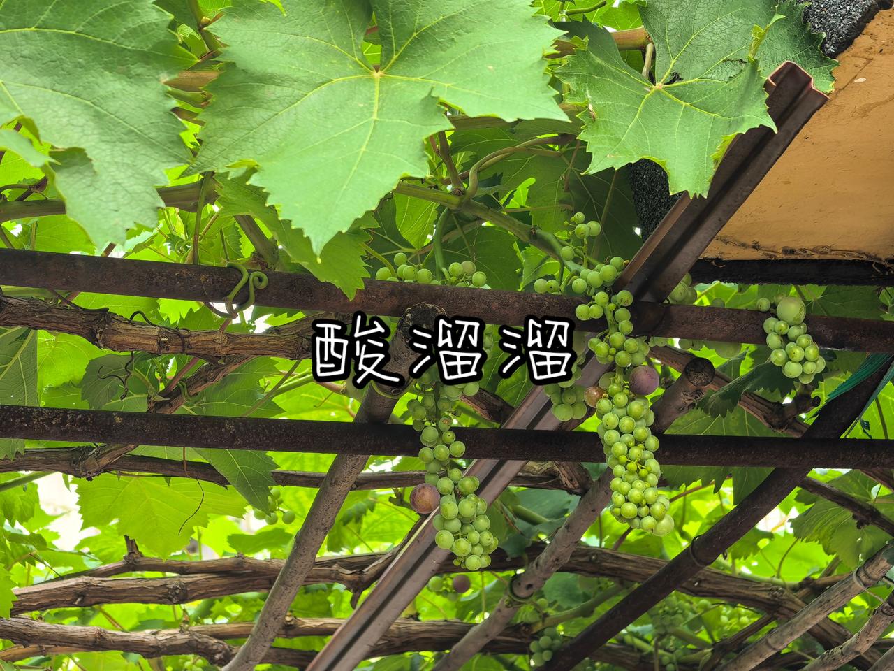 酸溜溜