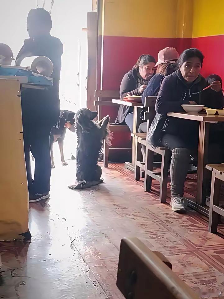 看的人掉眼泪，他都拜托了怎么忍心不给它一口吃的？ 