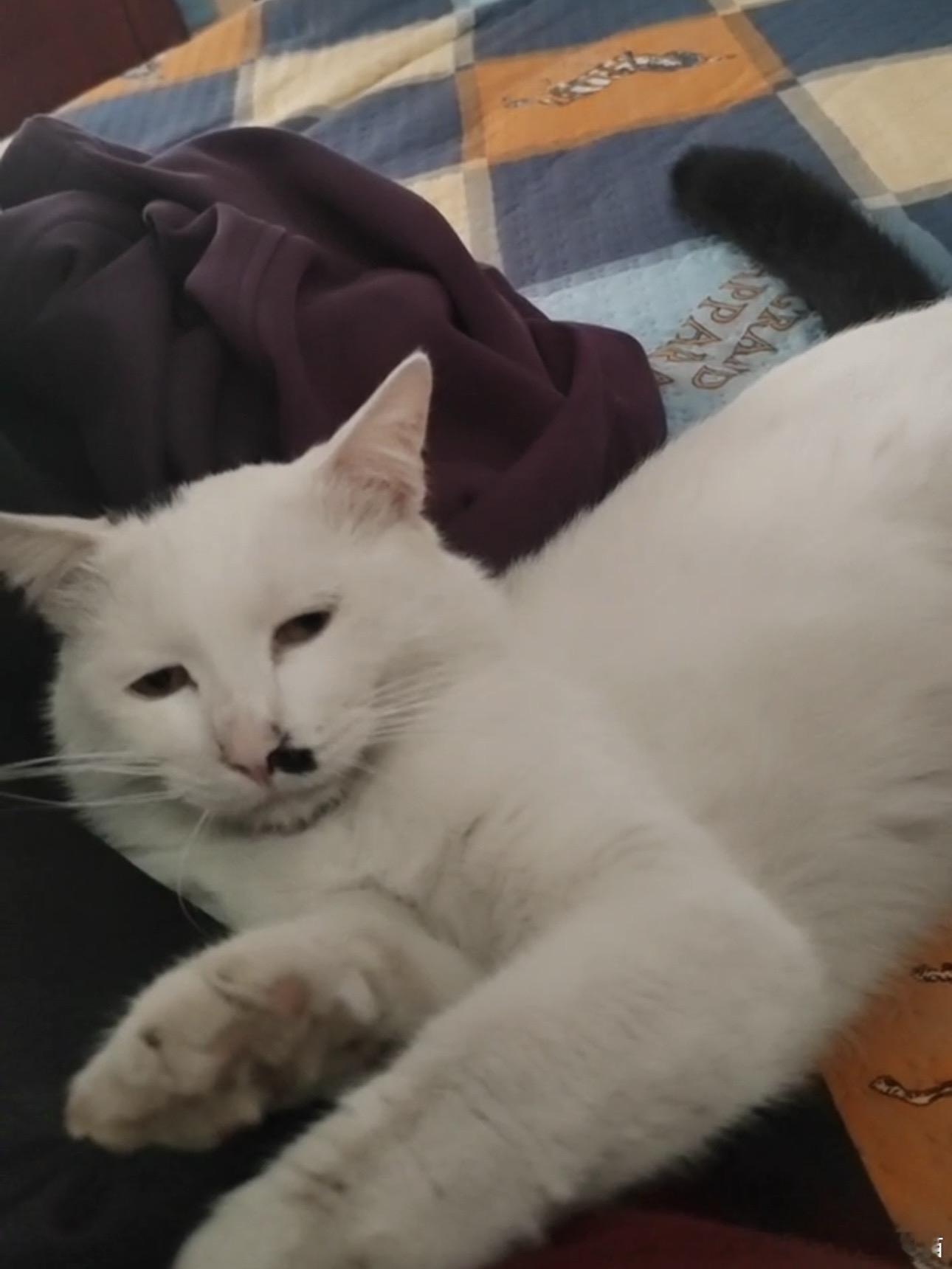 49192【丑猫】感觉欠我钱不想还了 