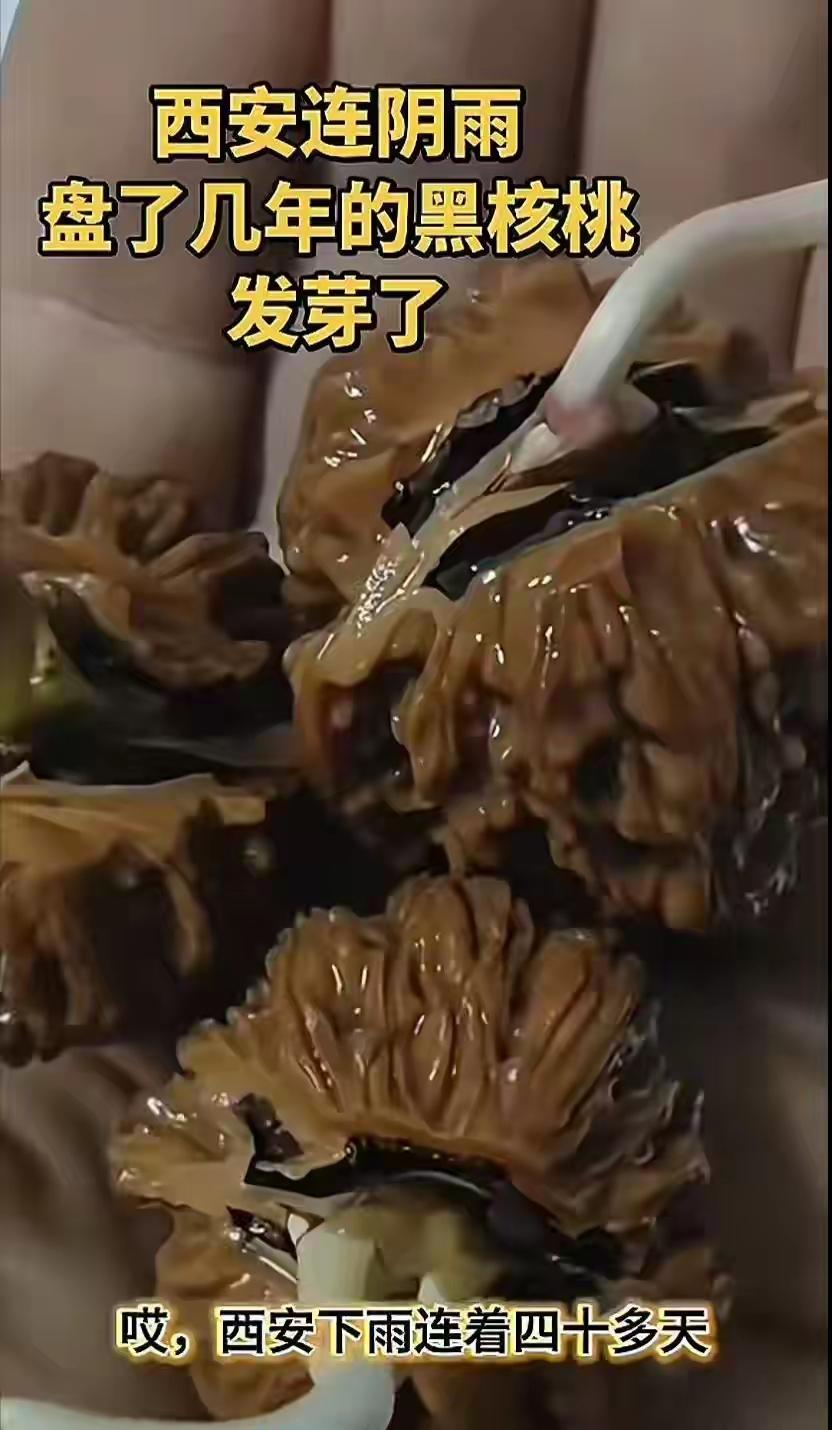 西安40天连阴雨出奇观：盘玩三年文玩核桃冒新芽
 
西安这场连阴雨，一下就是40