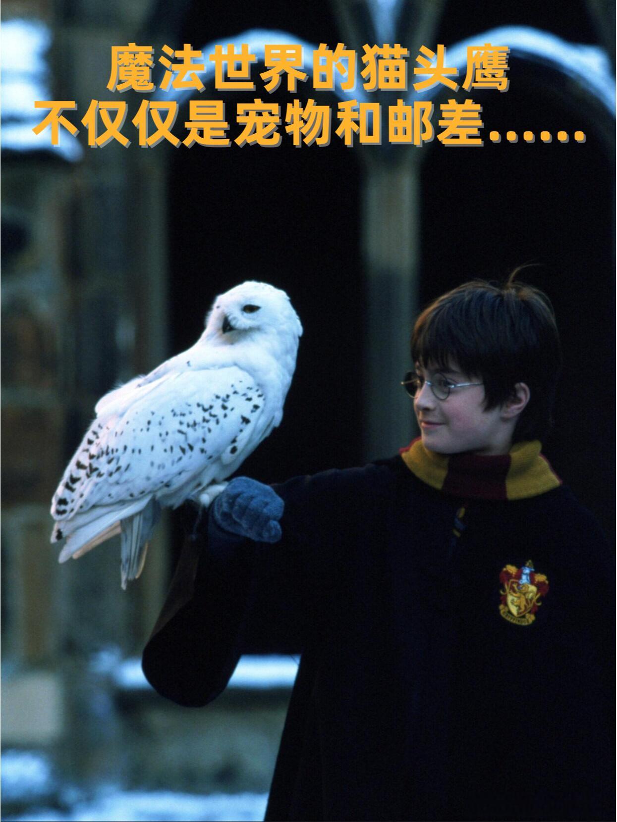 哈利波特：魔法世界的信使，不止于此……随着《哈利·波特》全系列电影从10月11日