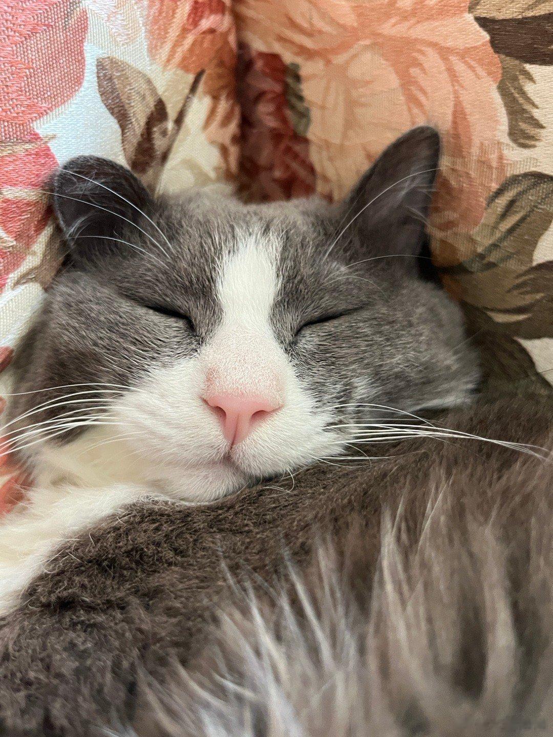 #独特睡姿的猫咪#谁家小猫咪这种睡觉啊 ​​​