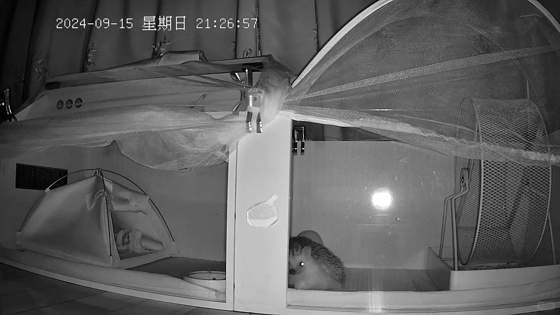 淑芬日记-第1235天，暗中观察
