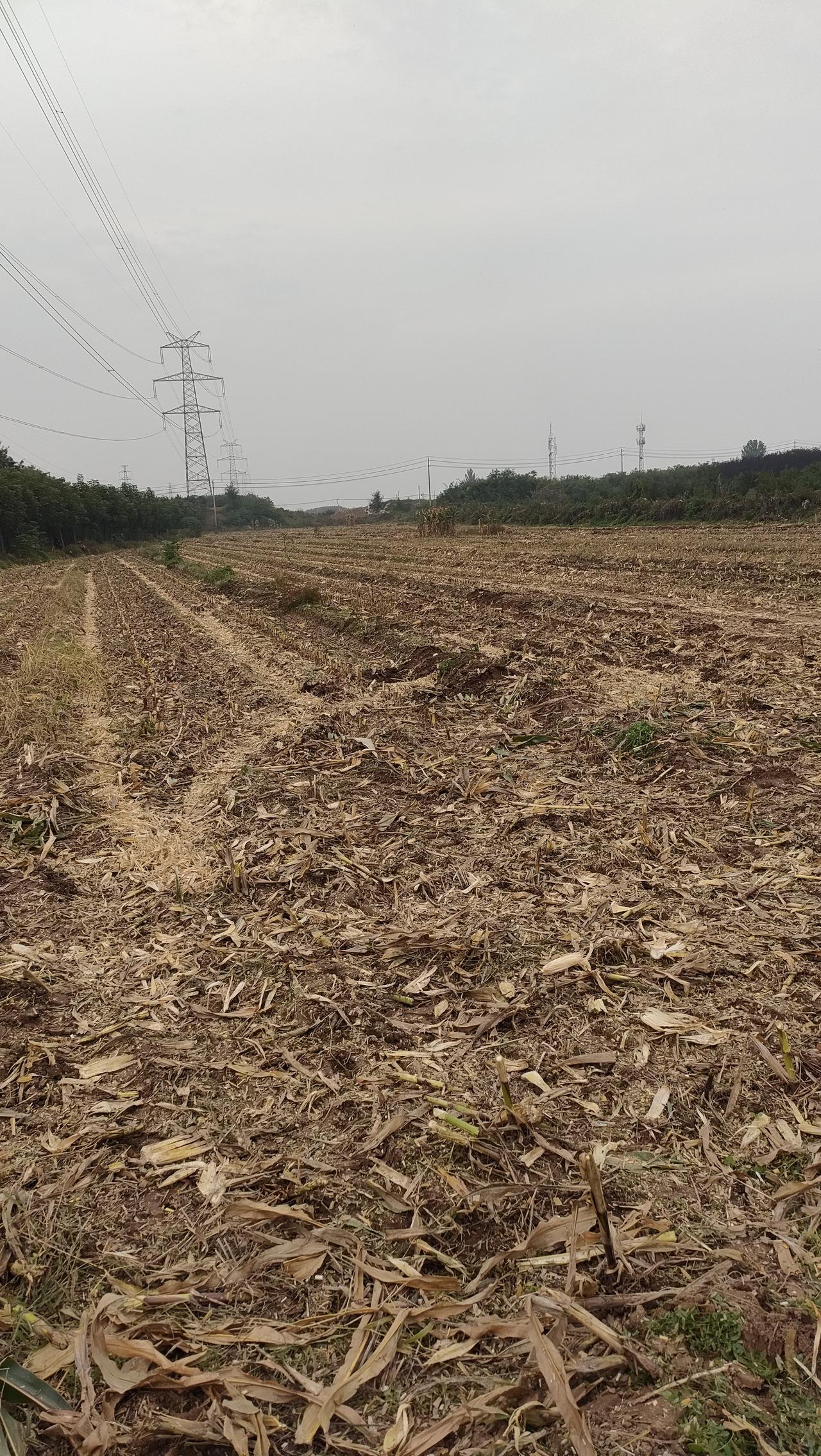 重阳节天气见晴，农民抓紧时间进行田间清理，晒收回来的玉米，连日的阴雨影响了秋收秋