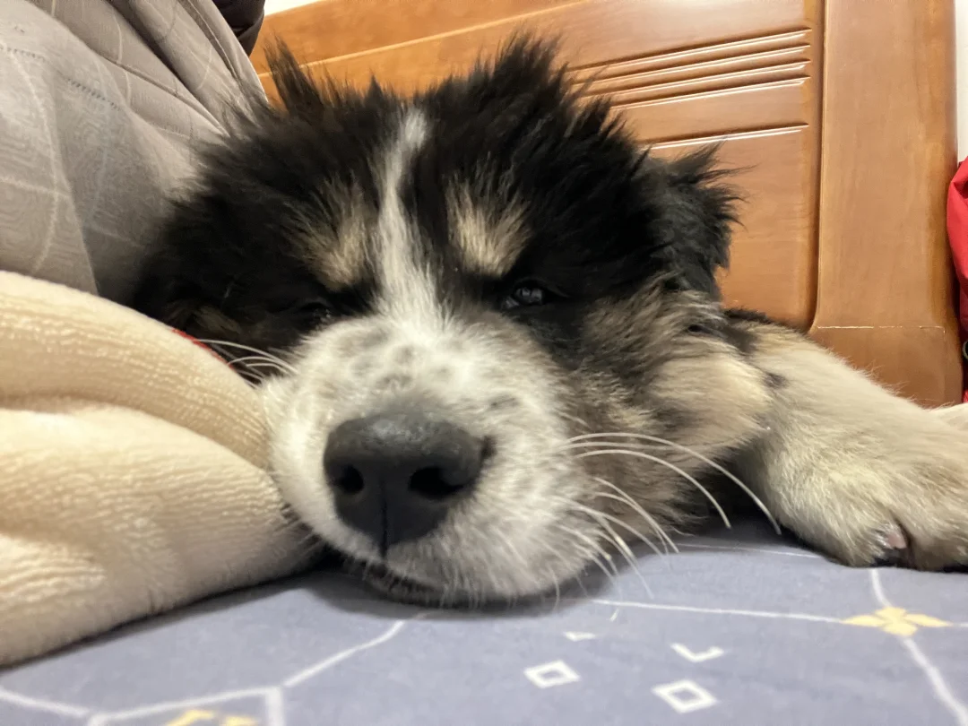 大脚怪边牧小狗找领养