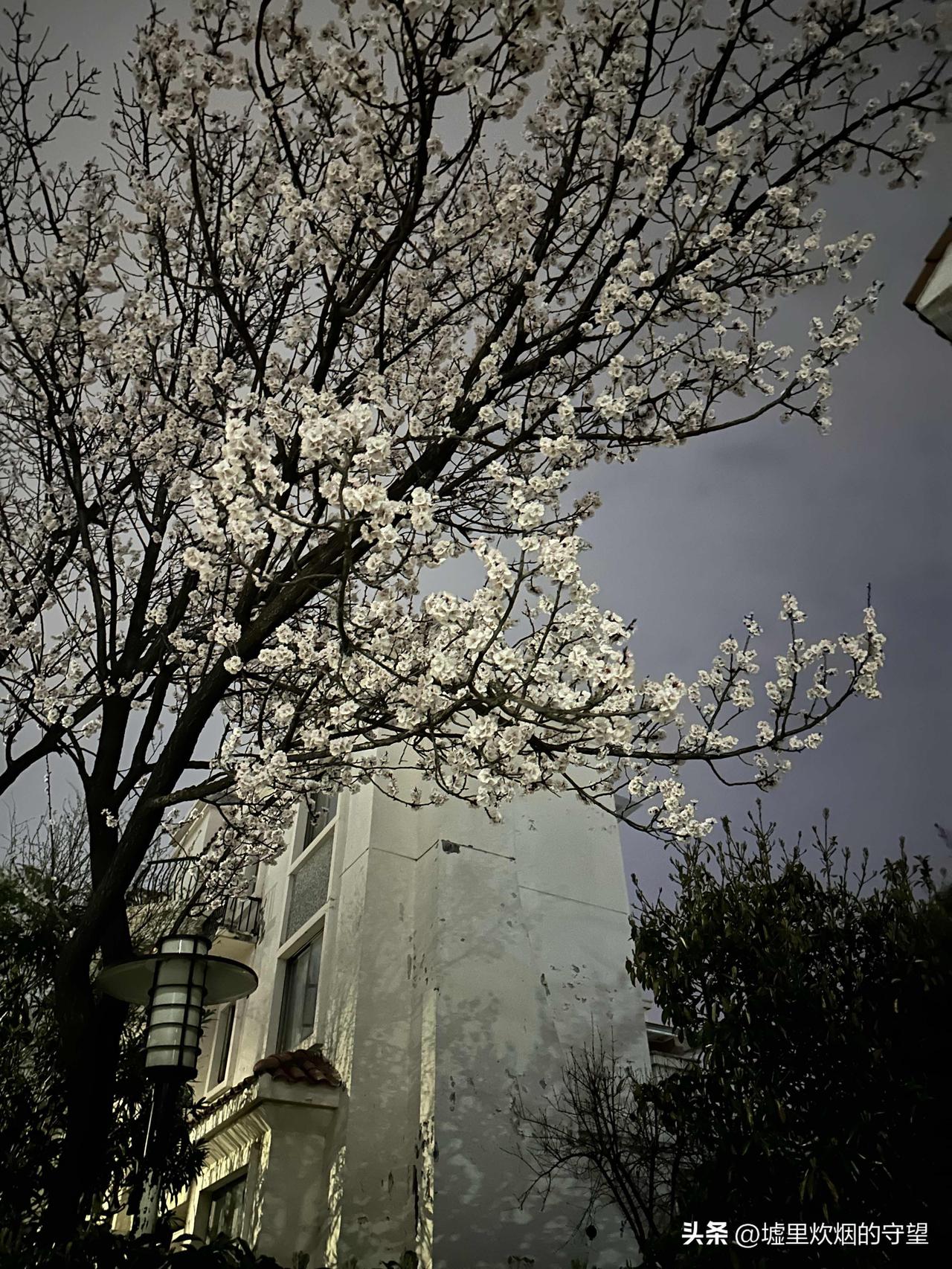 早上7点和平常一样准时出门溜狗，空旷的小区道路上基本上没有人。春天里的花儿已经盛