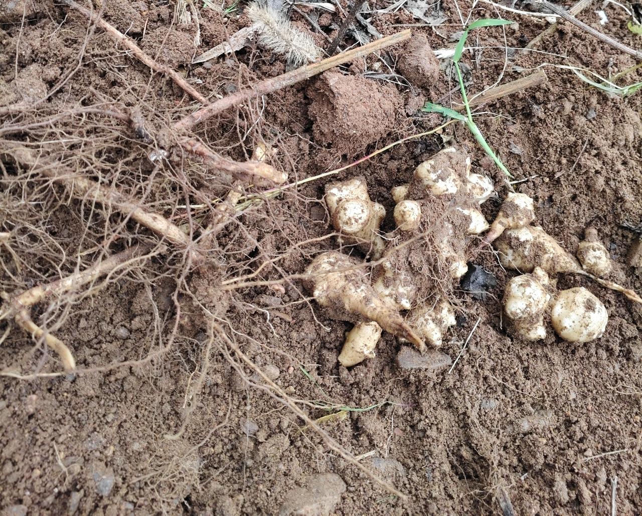 昨天去挖了一些鬼子姜，打算用来腌成咸菜。鬼子姜这东西又叫洋姜或者菊姜，即墨话就叫