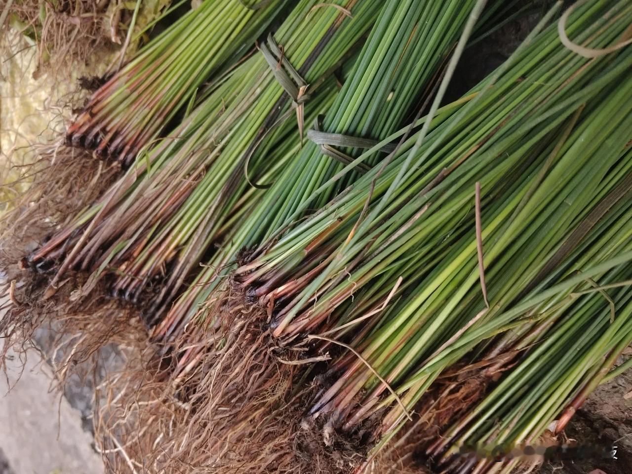 名字多个水字，就让它们有了不同区别。

灯心草（也叫灯芯草、席草、龙须草），是一