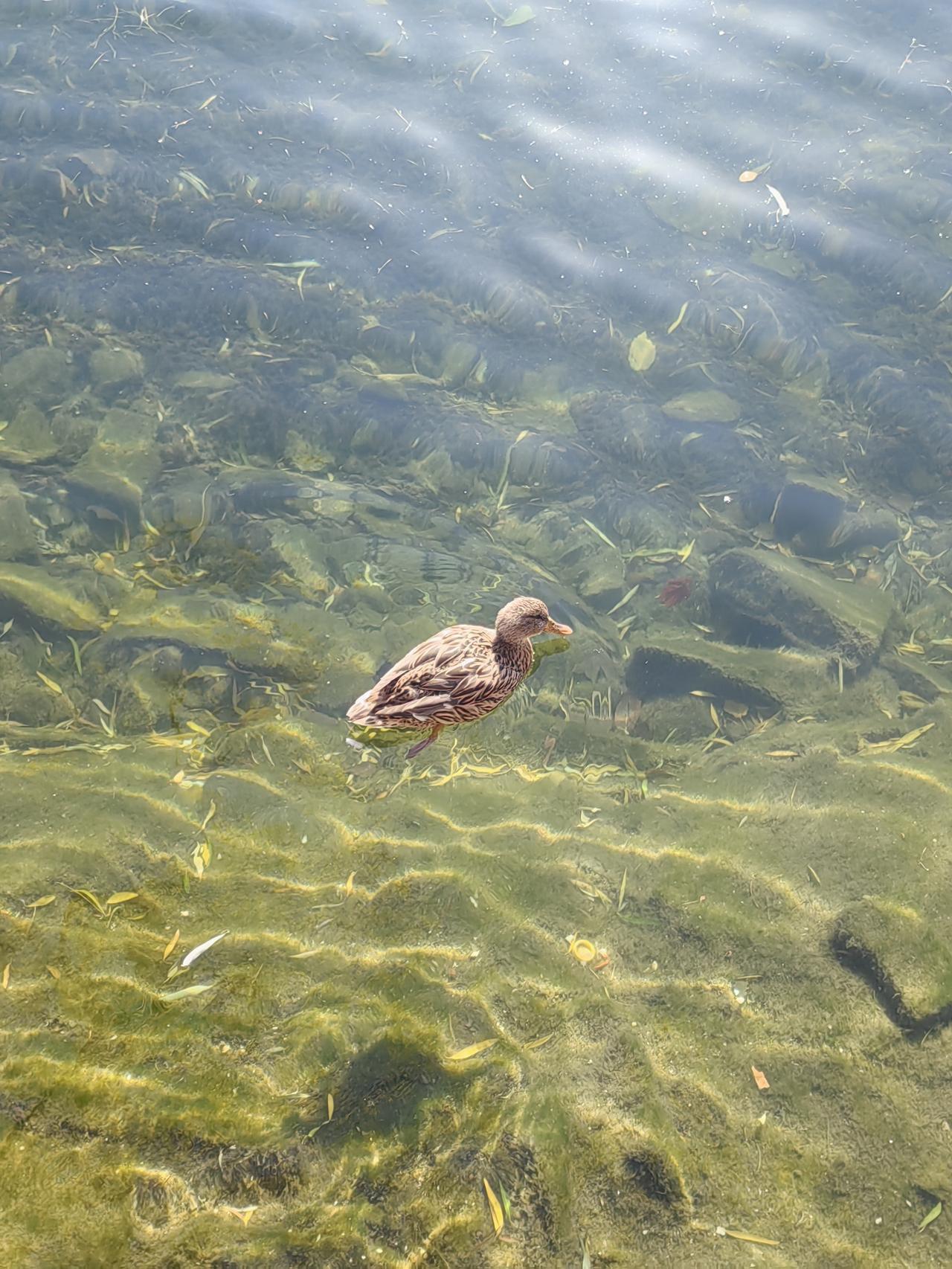 春日生活打卡季