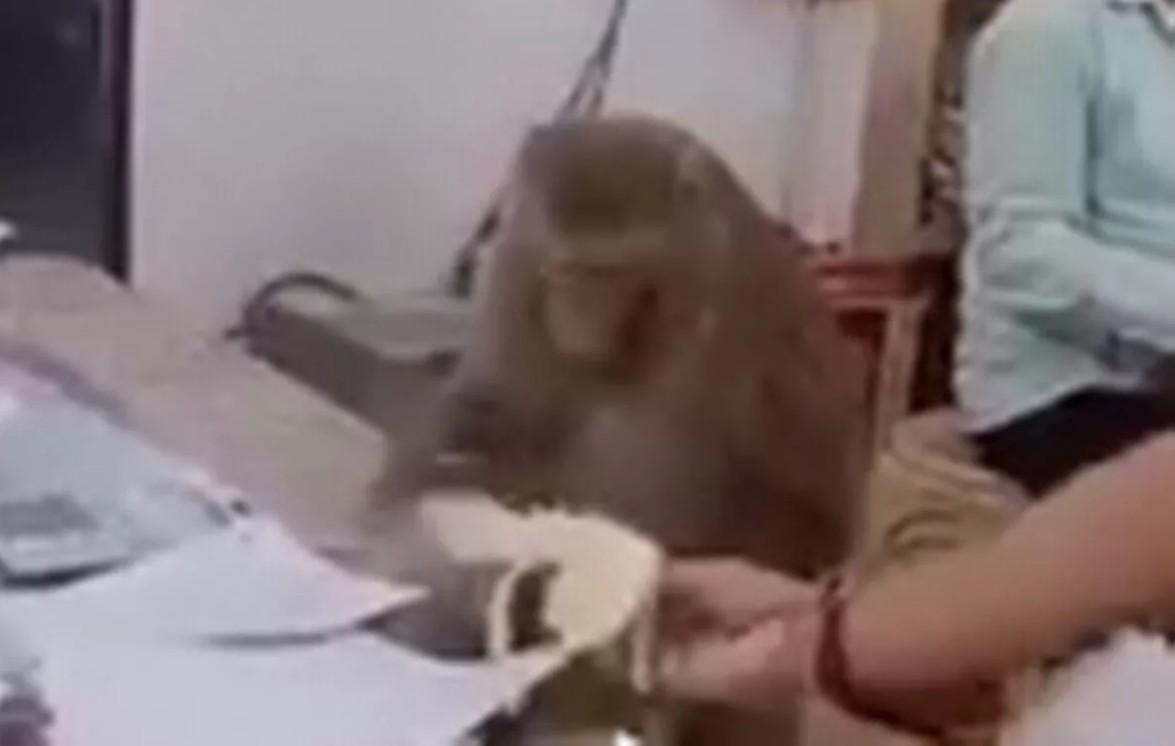 猴子也有律师梦？印度一段视频近日在网路上疯传，一只猴子闯入一间律师事务所，认真地
