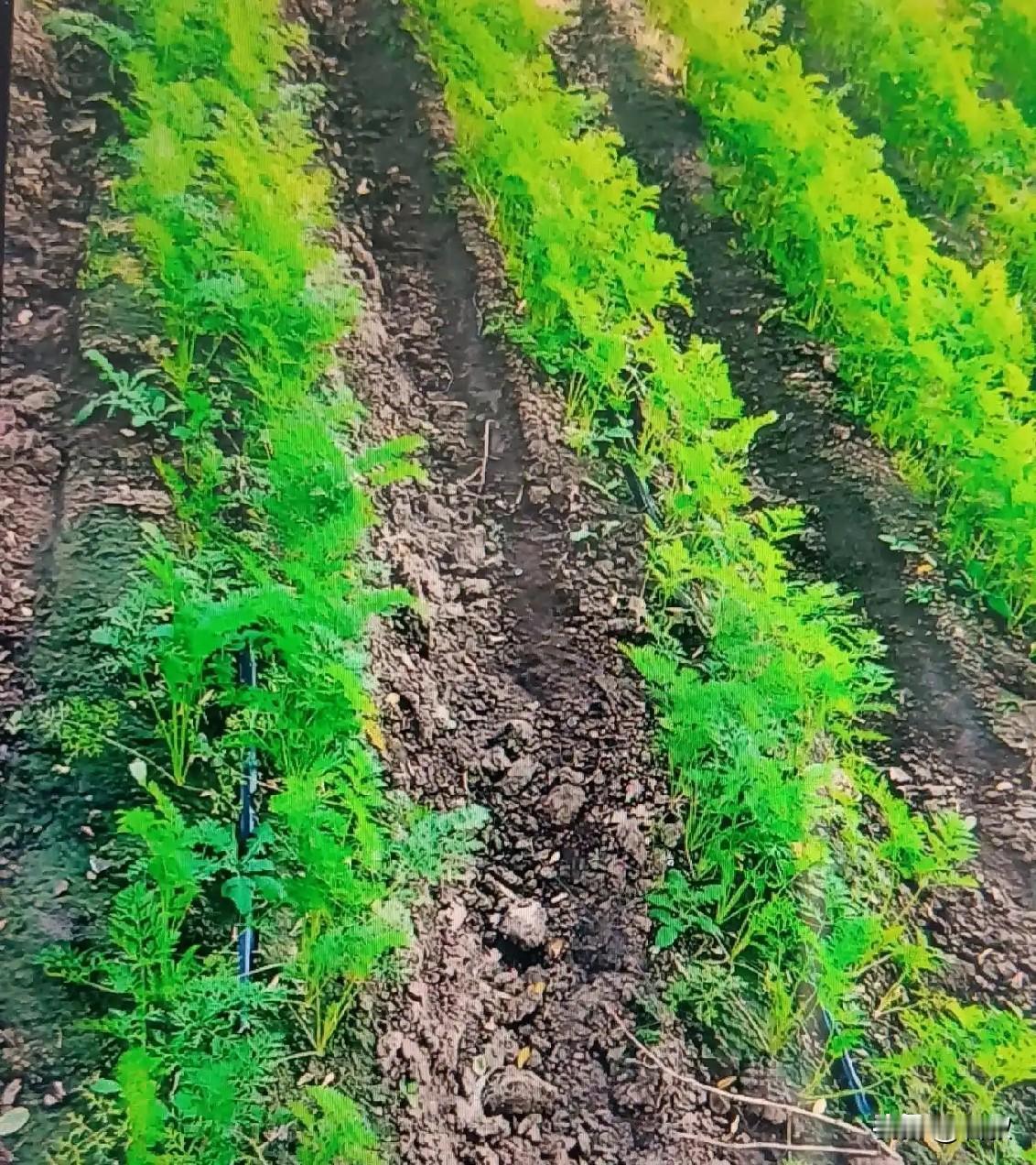 种胡萝卜千万别浇水太勤
 
很多新手种胡萝卜，总怕缺水天天浇水，最后萝卜长不大还