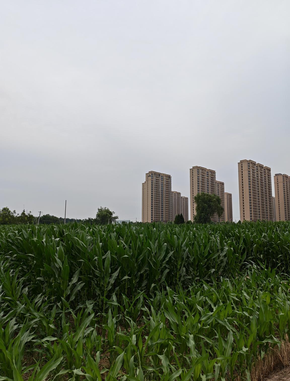 2026.7.2星期四
还是这块地，风景大不同。六月初，小麦收割，一个月过去，玉