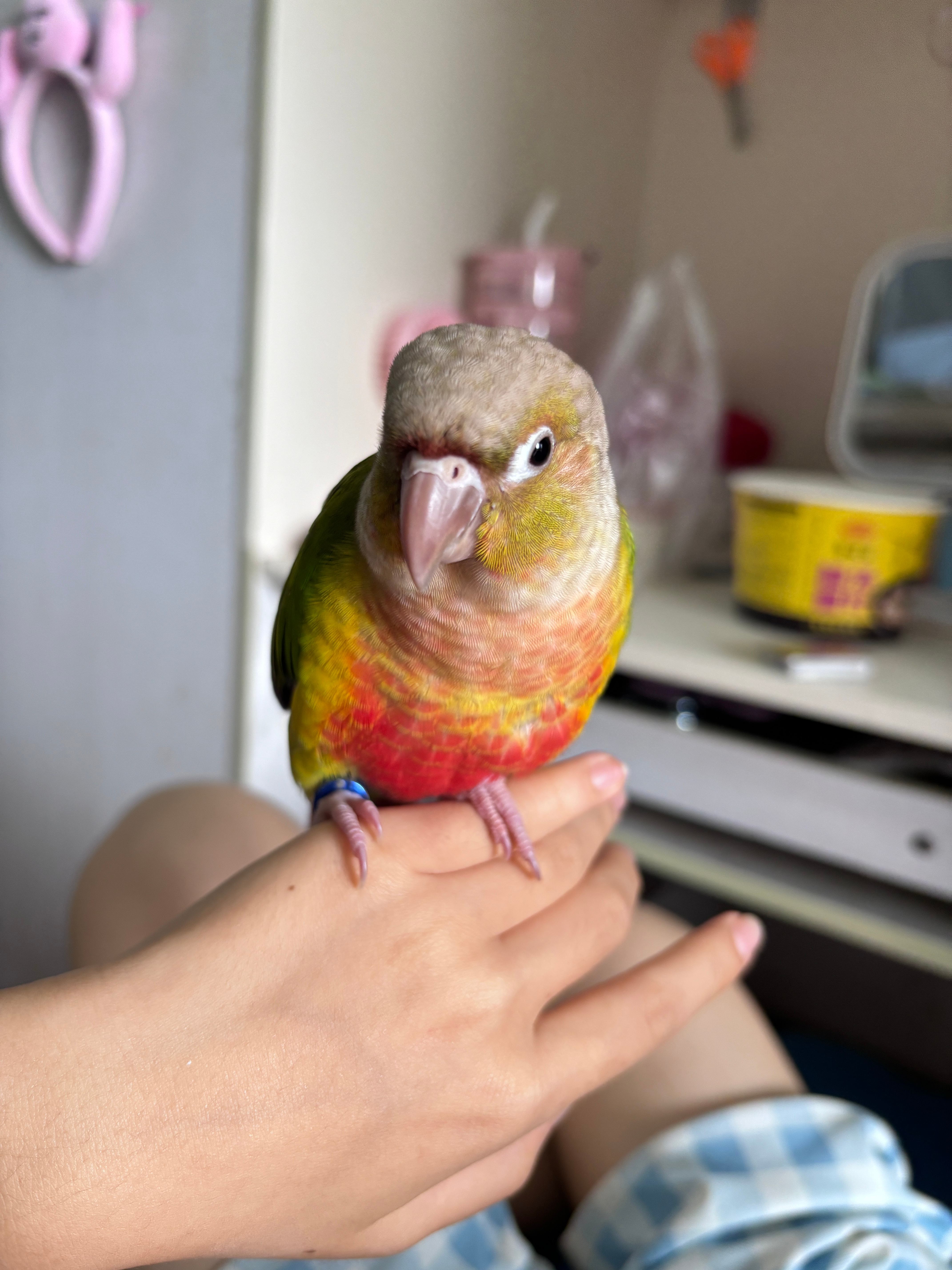 鹦鹉波利🦜 ​​​