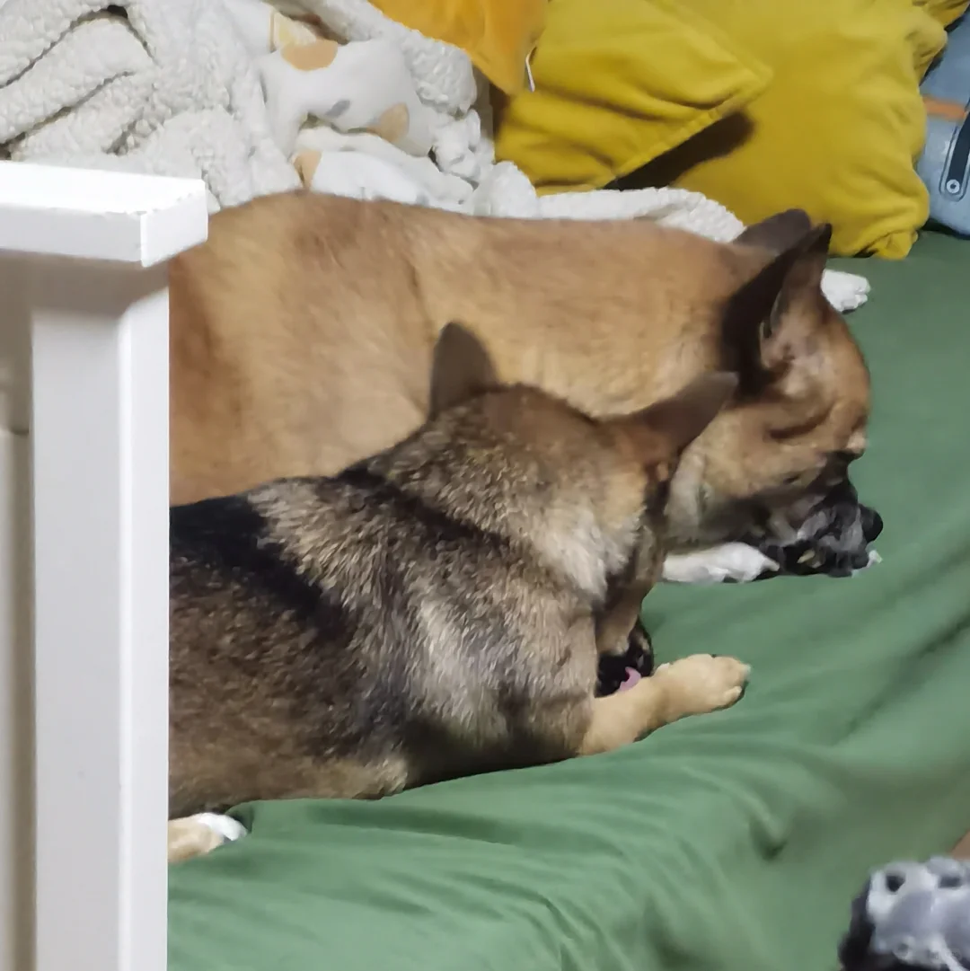 两个黄师傅在修脚