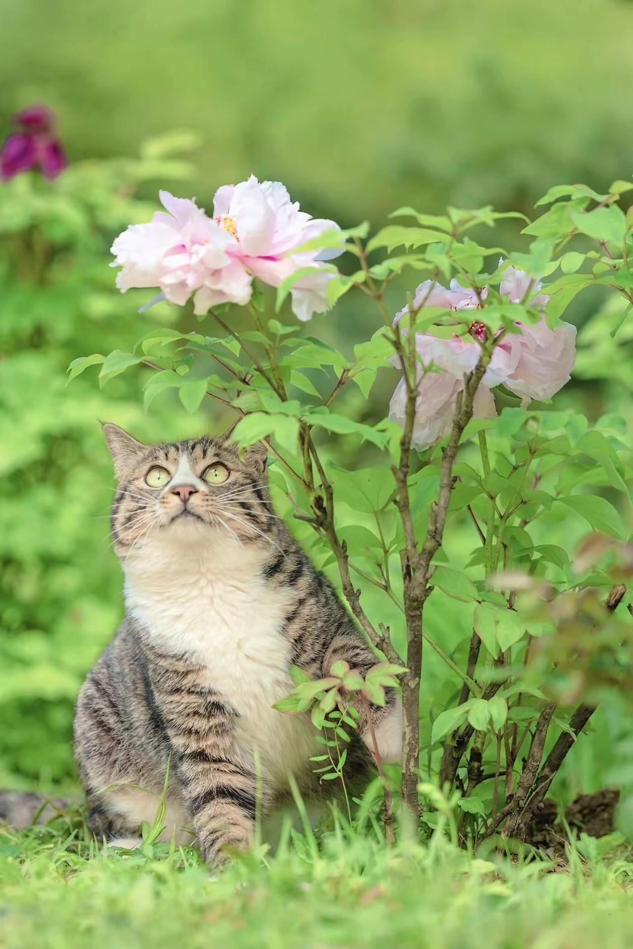 狮子座♌️ 5月6日至5月12日运势


吉星救驾，有如神助。命星与岁星呈幸运角