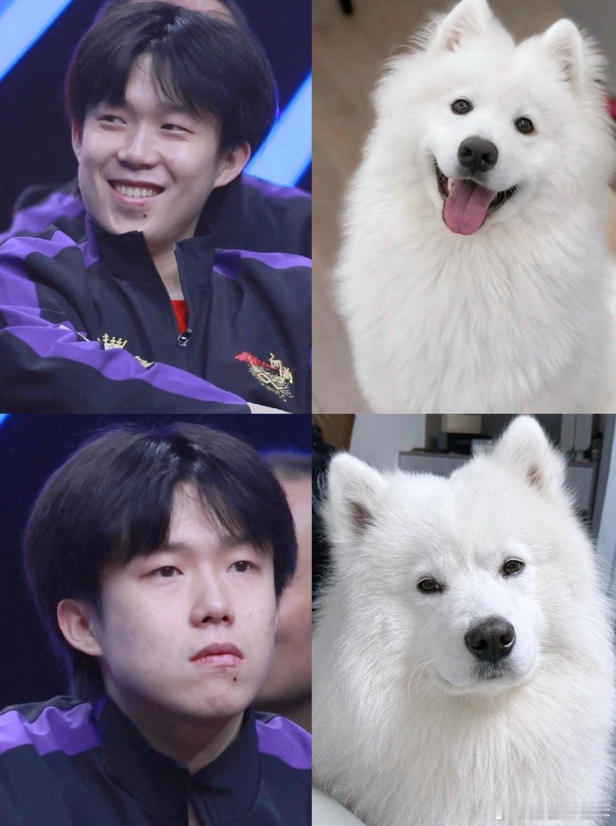 宝宝你是一只萨摩耶耶 