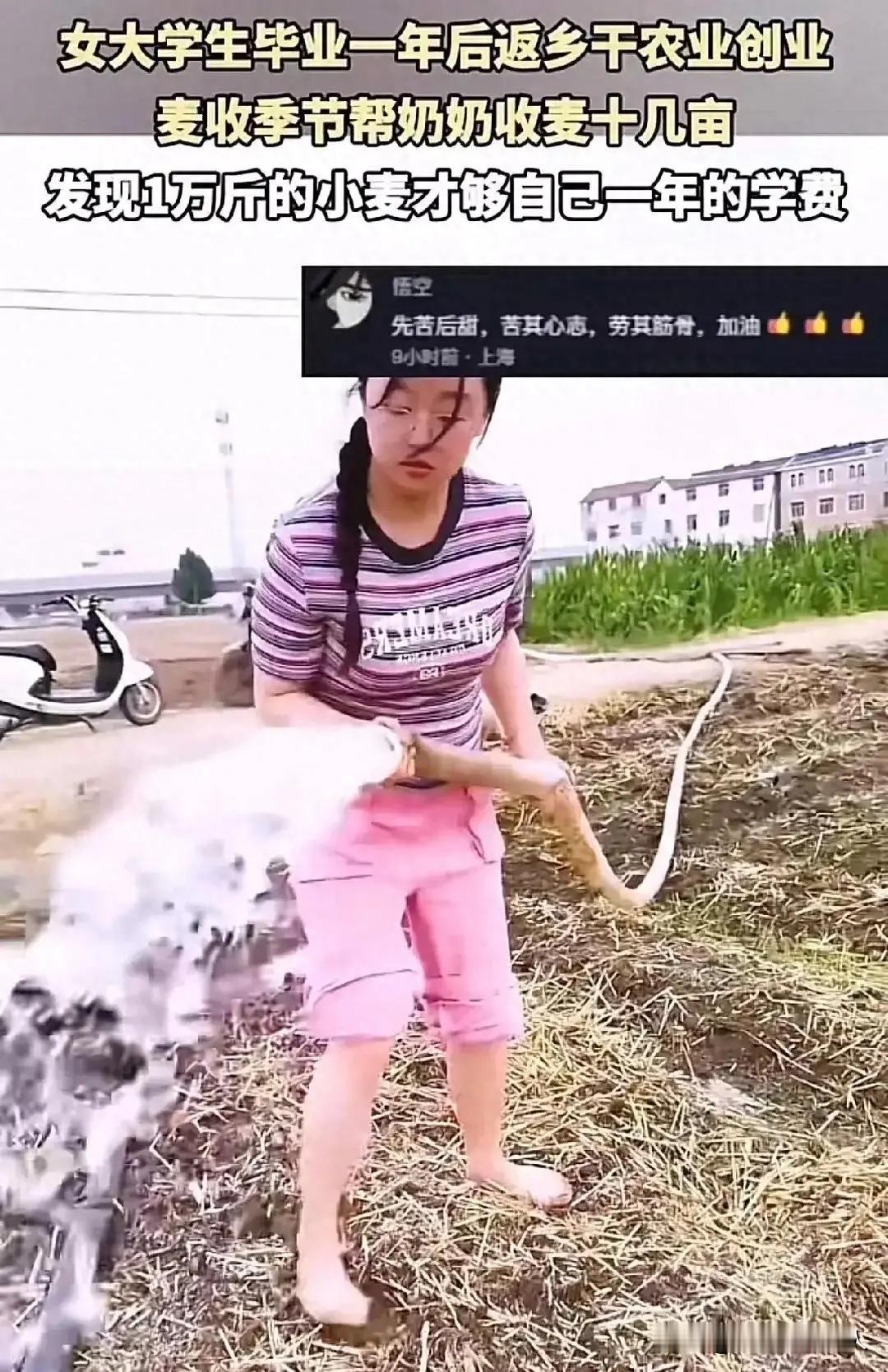 泪目了！女大学生帮奶奶割麦子，边割边哭，奶奶心疼的以为是泪了，忙让孙女去休息，孙