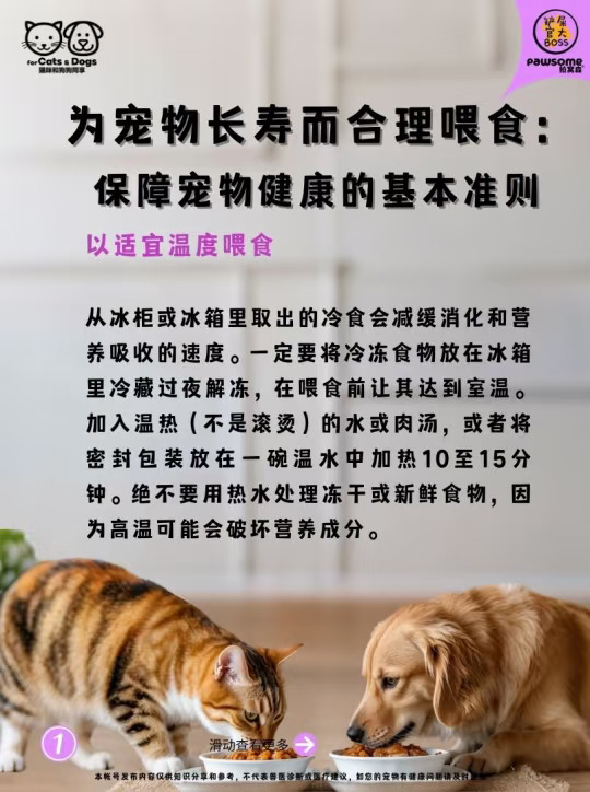 合理喂食：保障宠物健康的基本准则