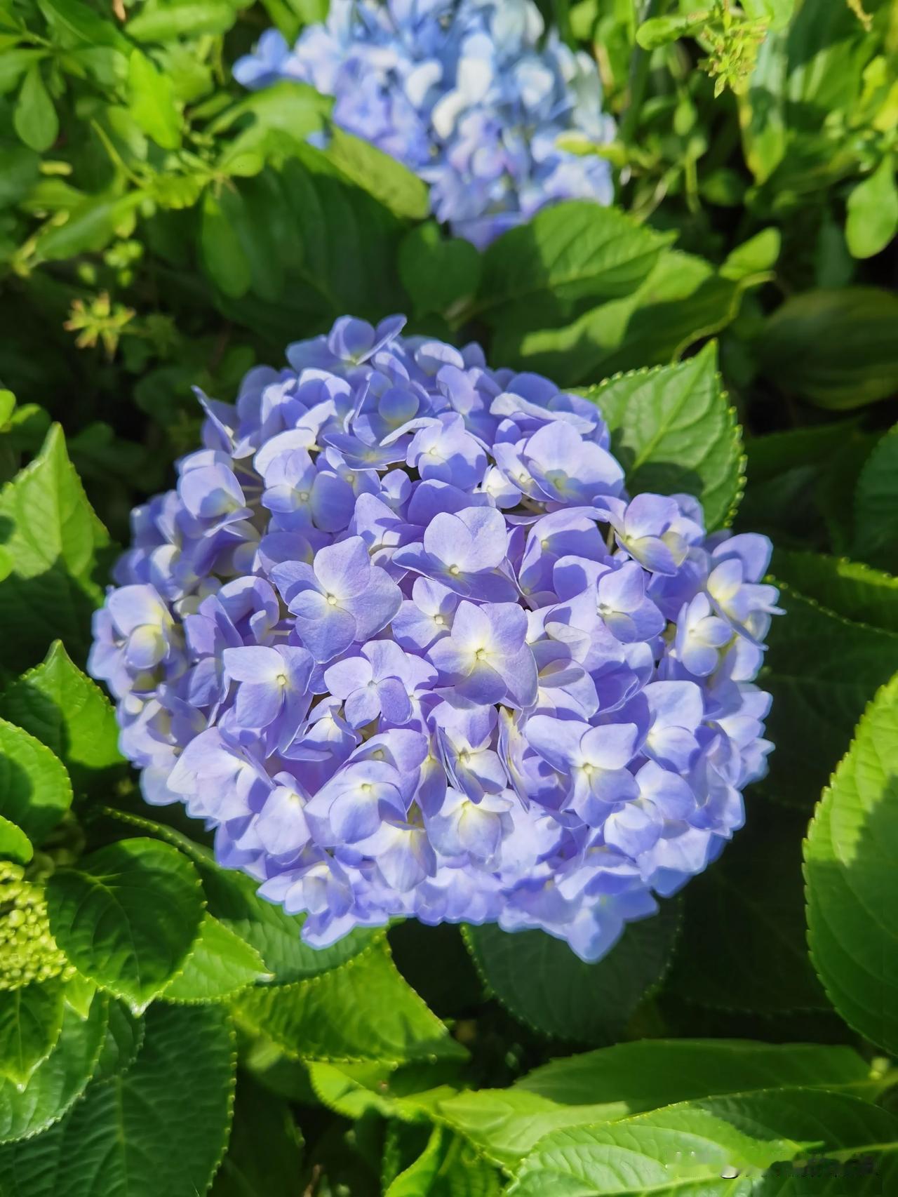 紫色花，蓝色叶，清新自然。