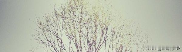 网上正刮起一阵极其魔幻的“寻脸风暴”。
一位备受尊敬的张老师，离开这个世界已经整