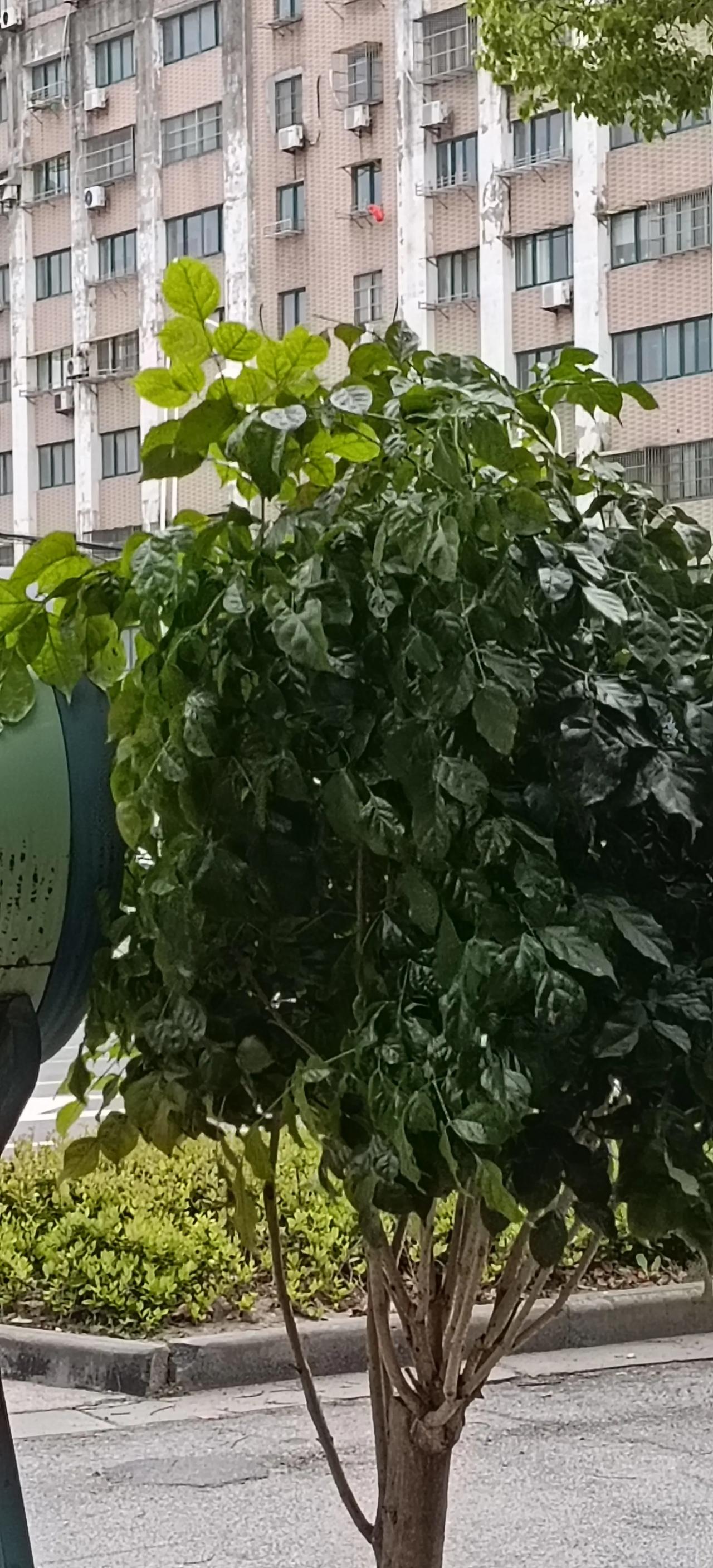 给你整理好了可直接复制的完整发布内容，照着用就行👇
 
 
 

日常随手拍