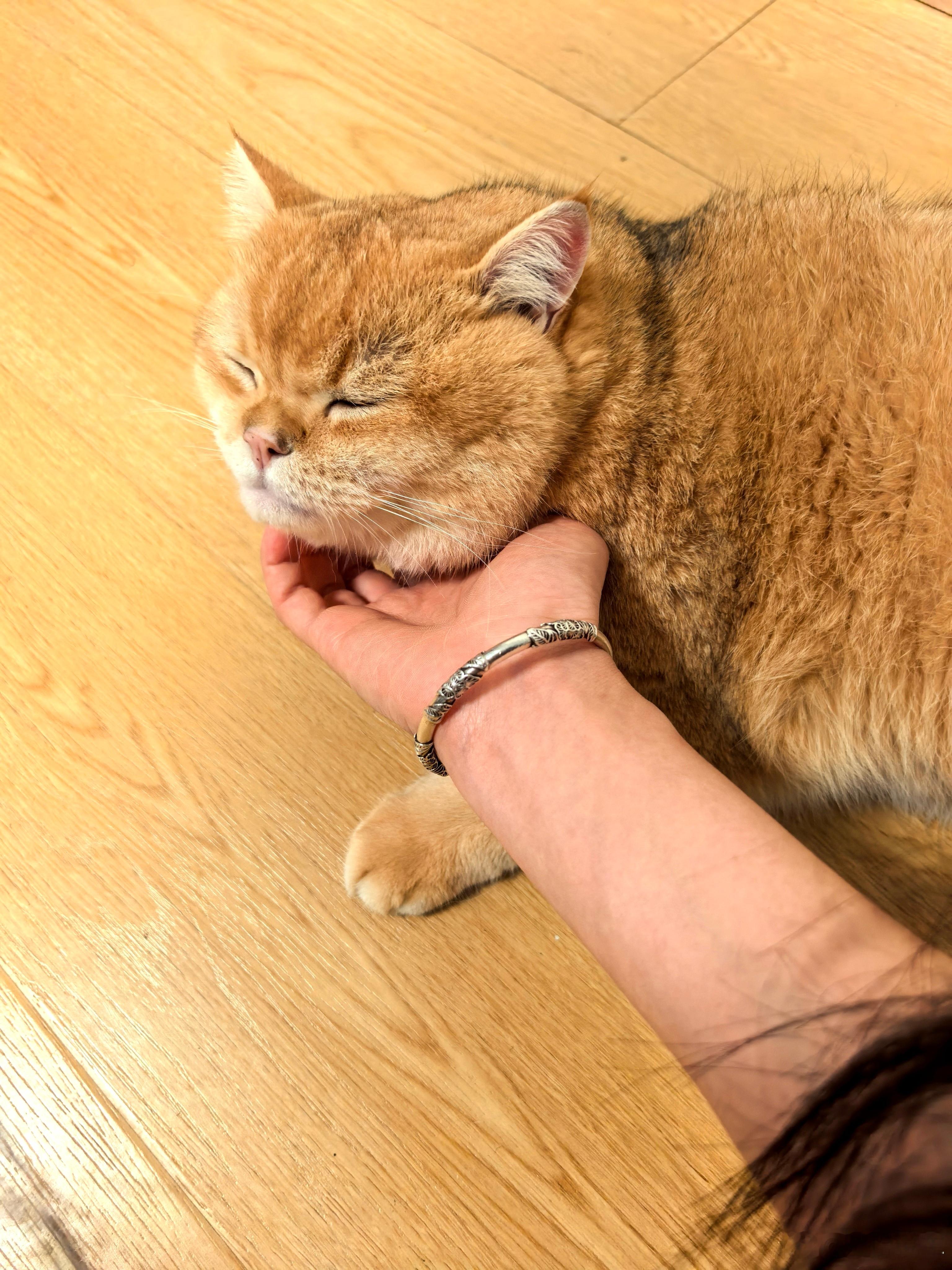 这小猫可太会享受啦！就喜欢让人给它挠下巴，那小表情，舒服得不行[允悲] 金渐层 