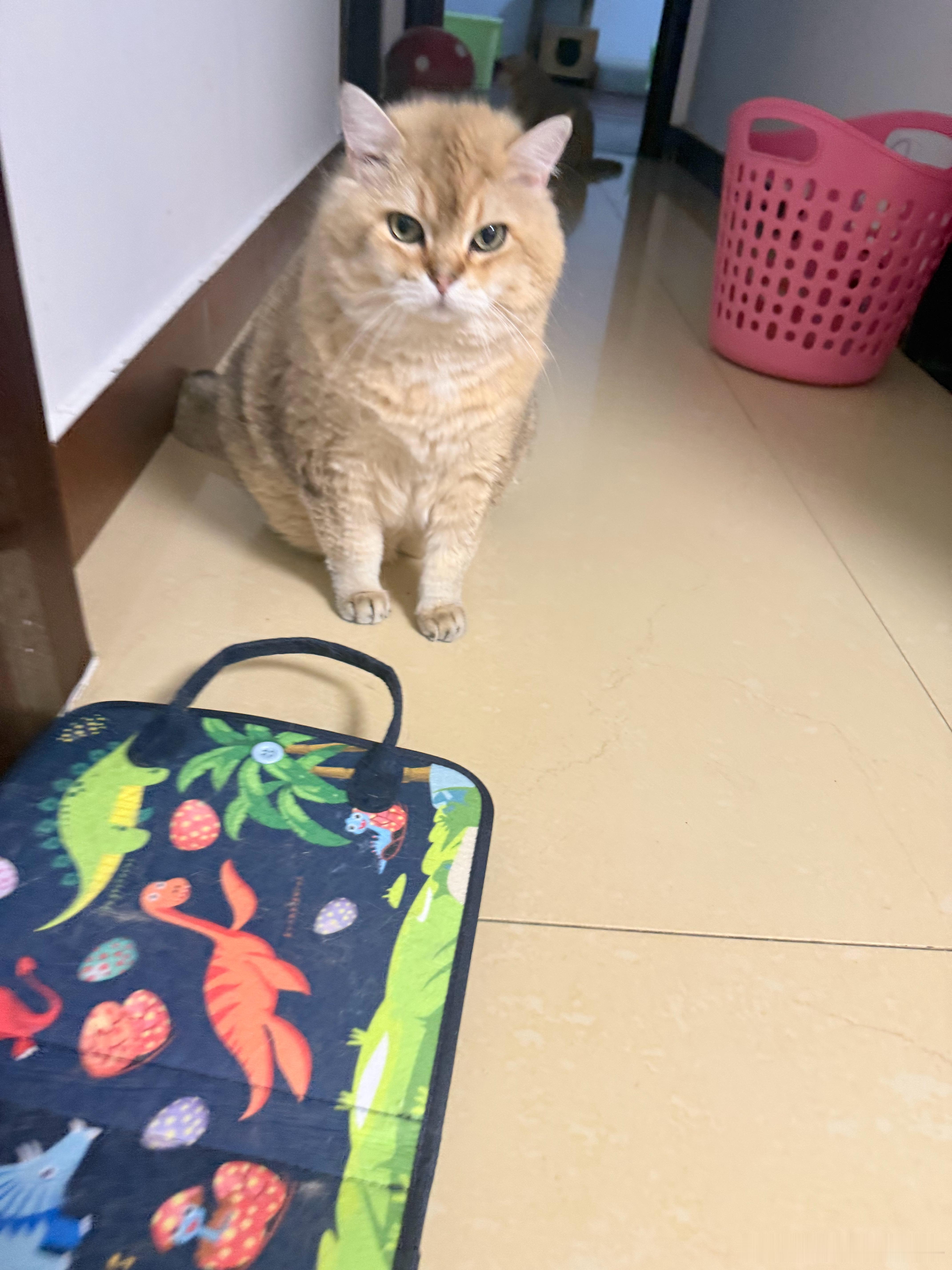 妹妹的毛毡书变成“猫抓板”了萌宠猫咪