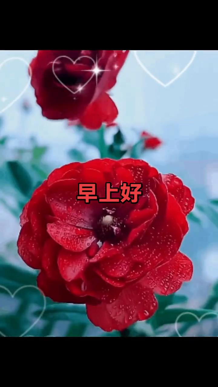 早上好。
花开灿烂靠阳光，人生幸福靠健康。只要身体健康，风景就在前方。只要心情舒