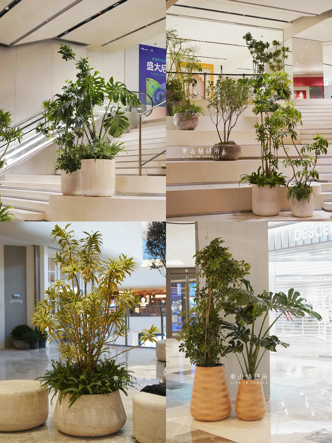 商场盆栽合集｜大型商场多点位绿植布置🌳