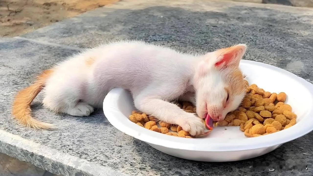 《倒在盘子里逝去的生命》
小流浪猫踉跄着走进老奶奶投喂食物的盘子前，几天没有吃到