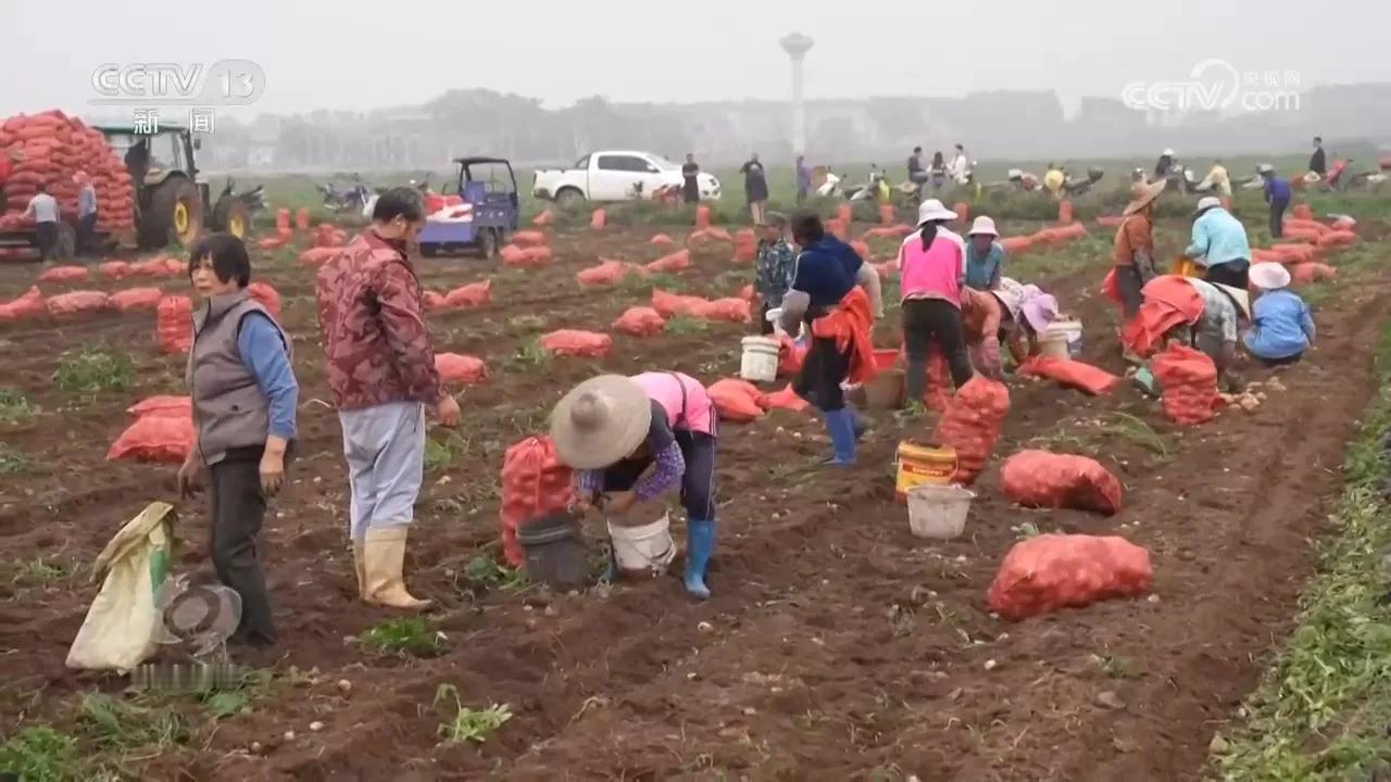 “北薯南种”能否推动县域经济发展壮大?
当下正值隆冬，我国东北的许多地方呈现出千