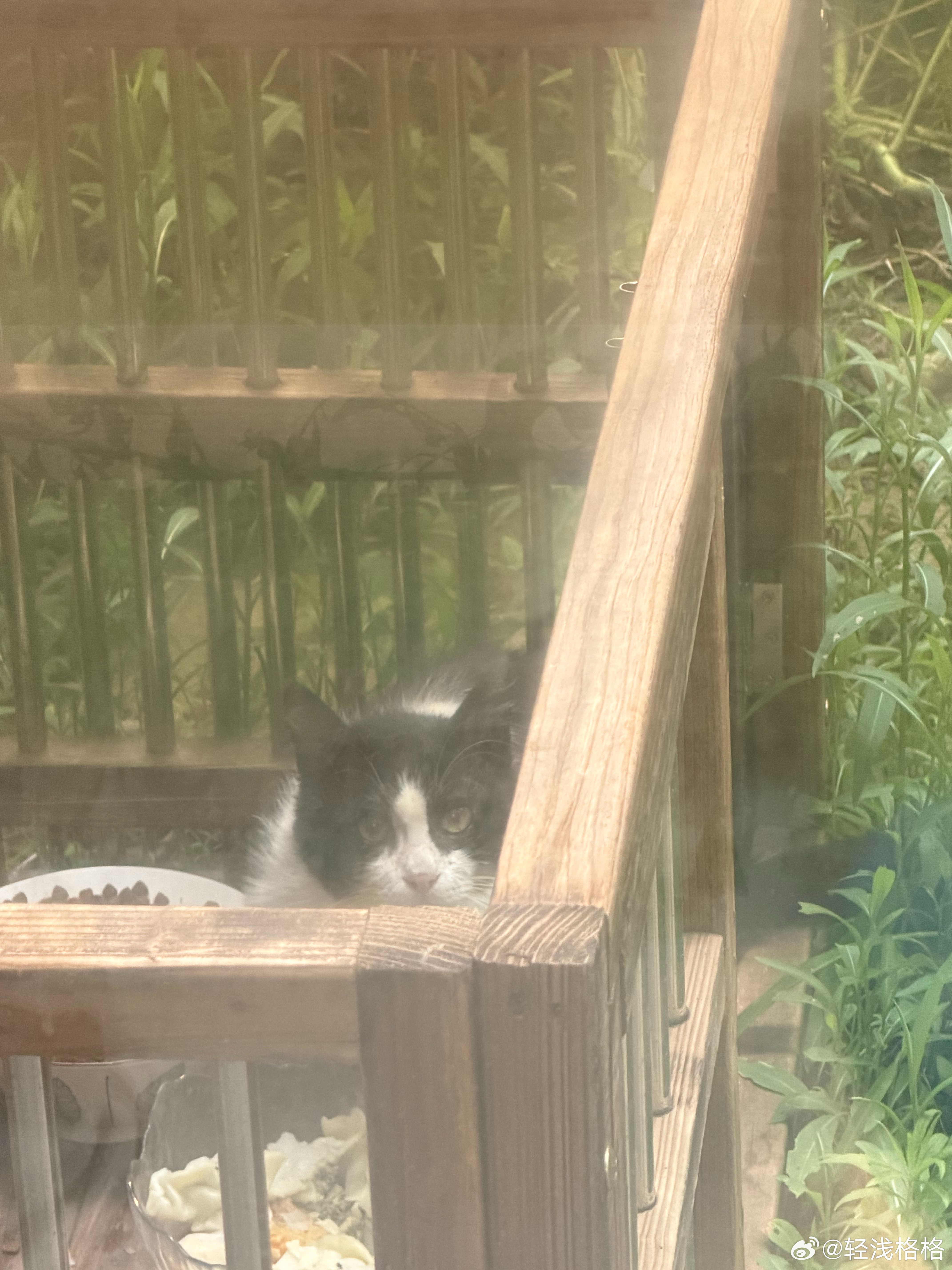 努力吃饭的流浪猫主子 