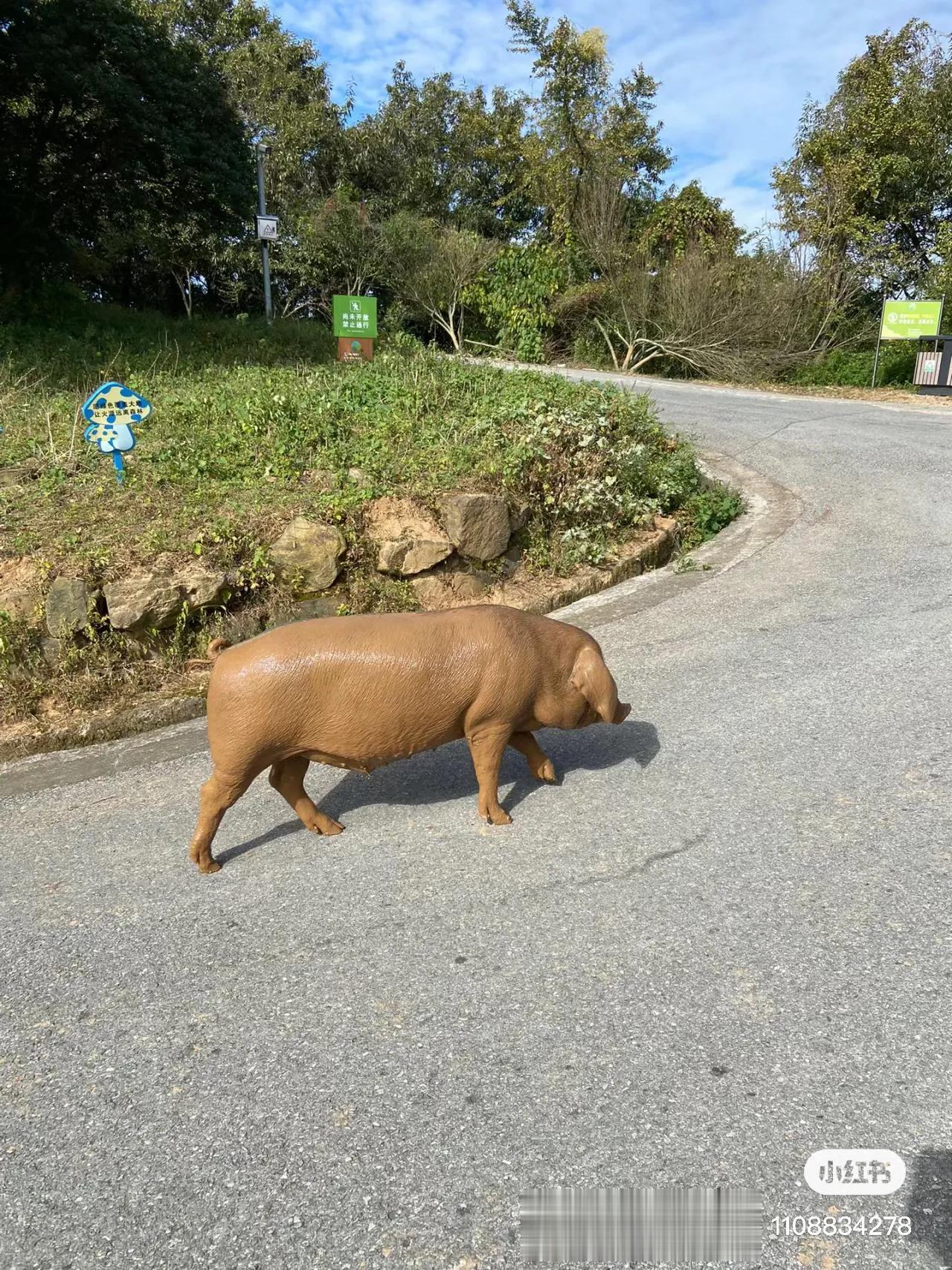 掉进泥坑的猪
