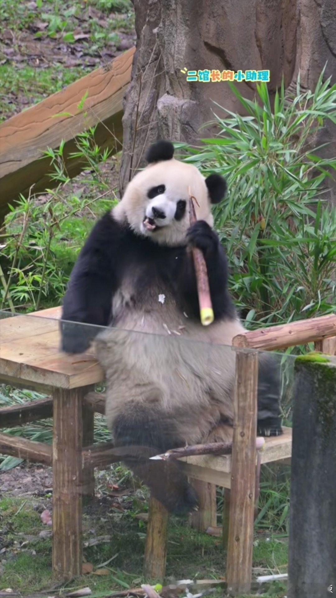 感觉渝爱越来越甜美了