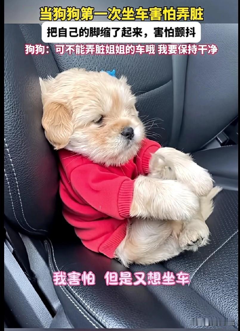 这只小狗太讲究卫生了。小狗第一次坐车，害怕把车弄脏了，把自己的脚缩了起来，用两只
