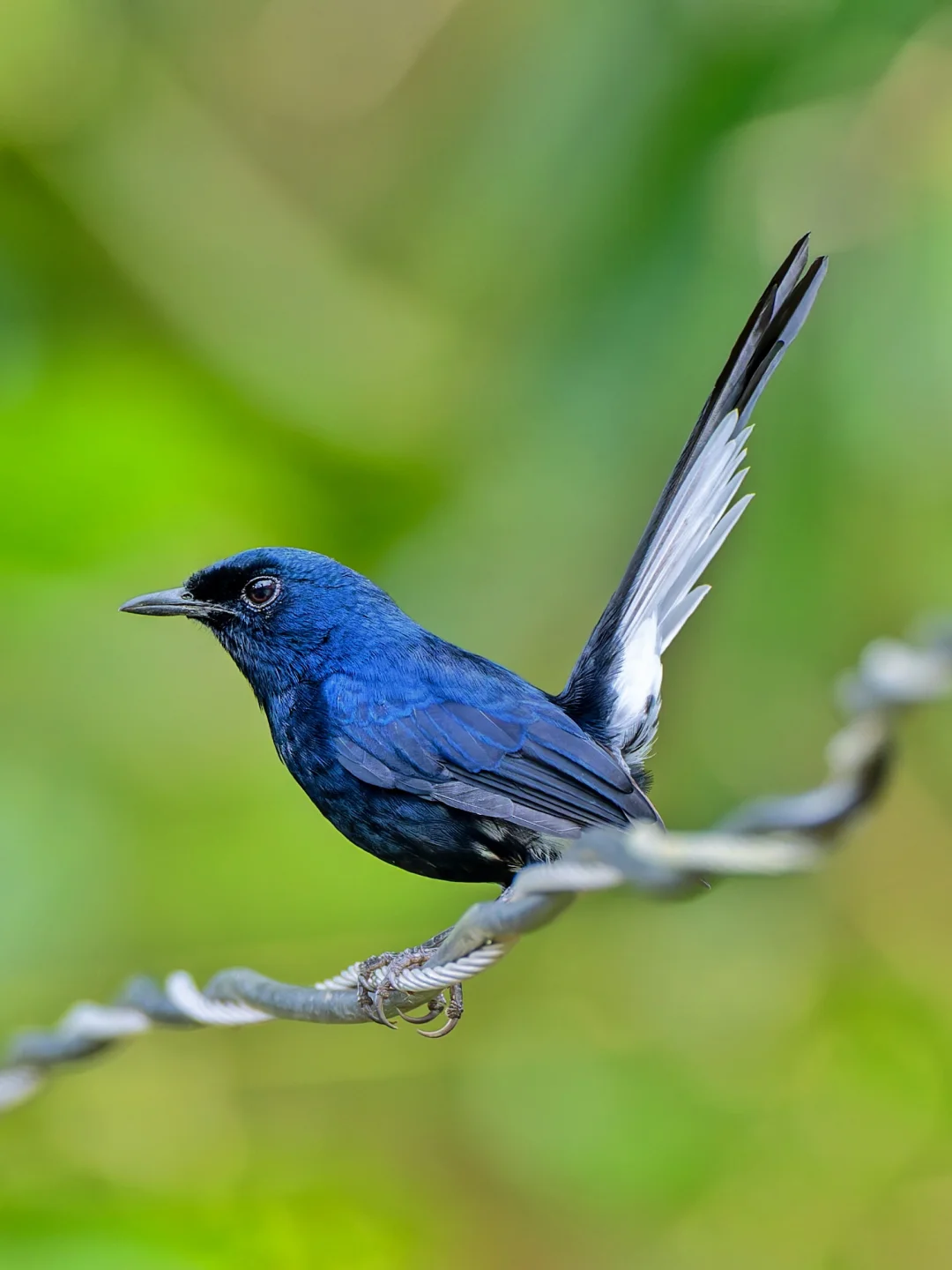 发现了一种独特的鹊鸲：白臀鹊鸲