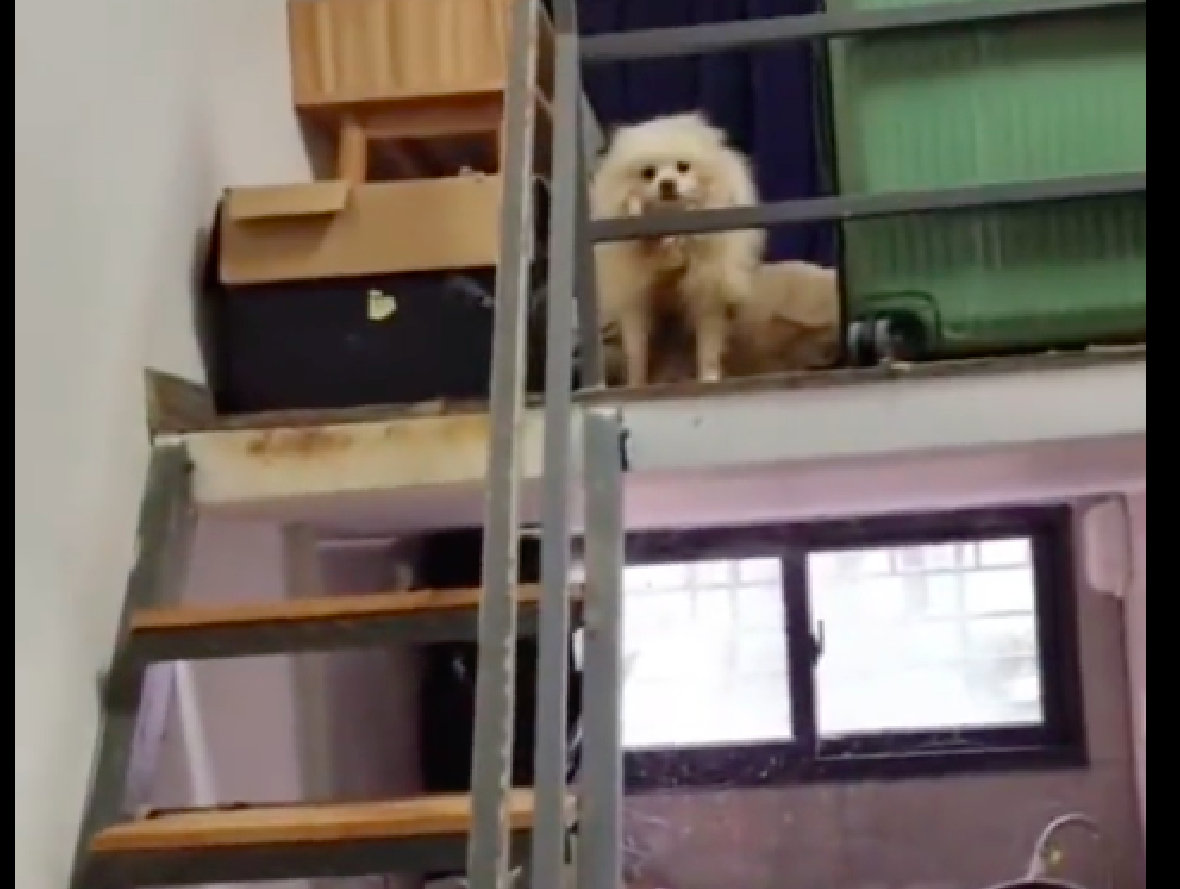 [女孩欠房租联系不上，房东开门后被震惊到，狗狗在里面被饿了17天]最近在海南的一