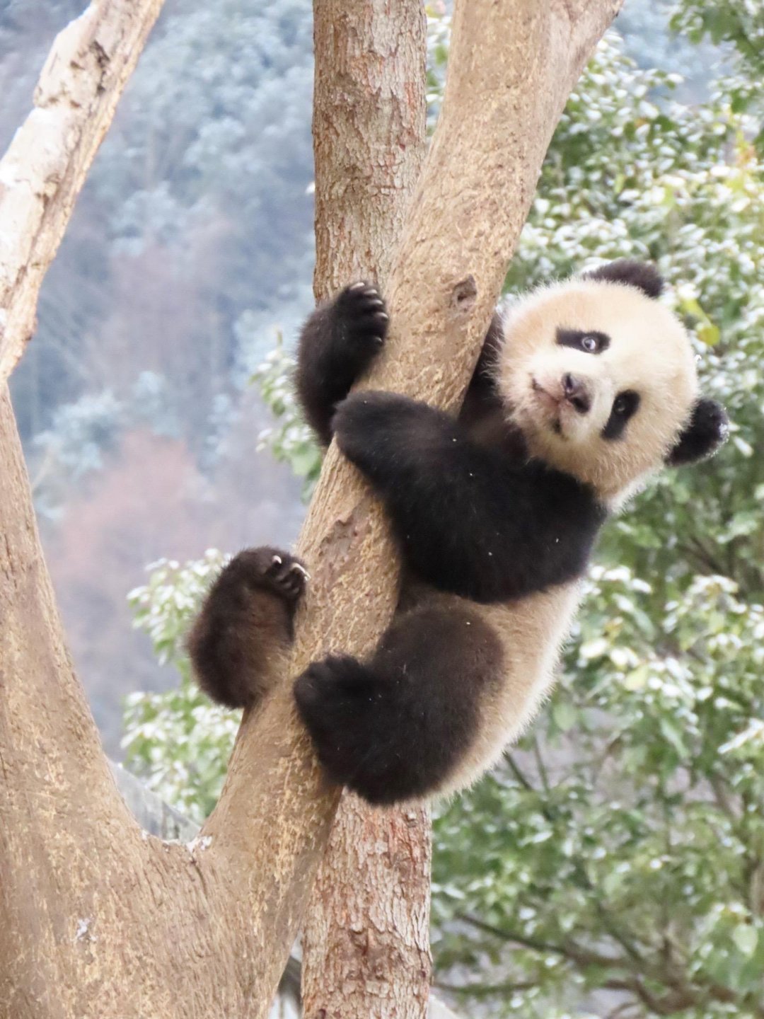 盼青崽｜熊猫团子抱树，太可爱了！ 🐼🐼 