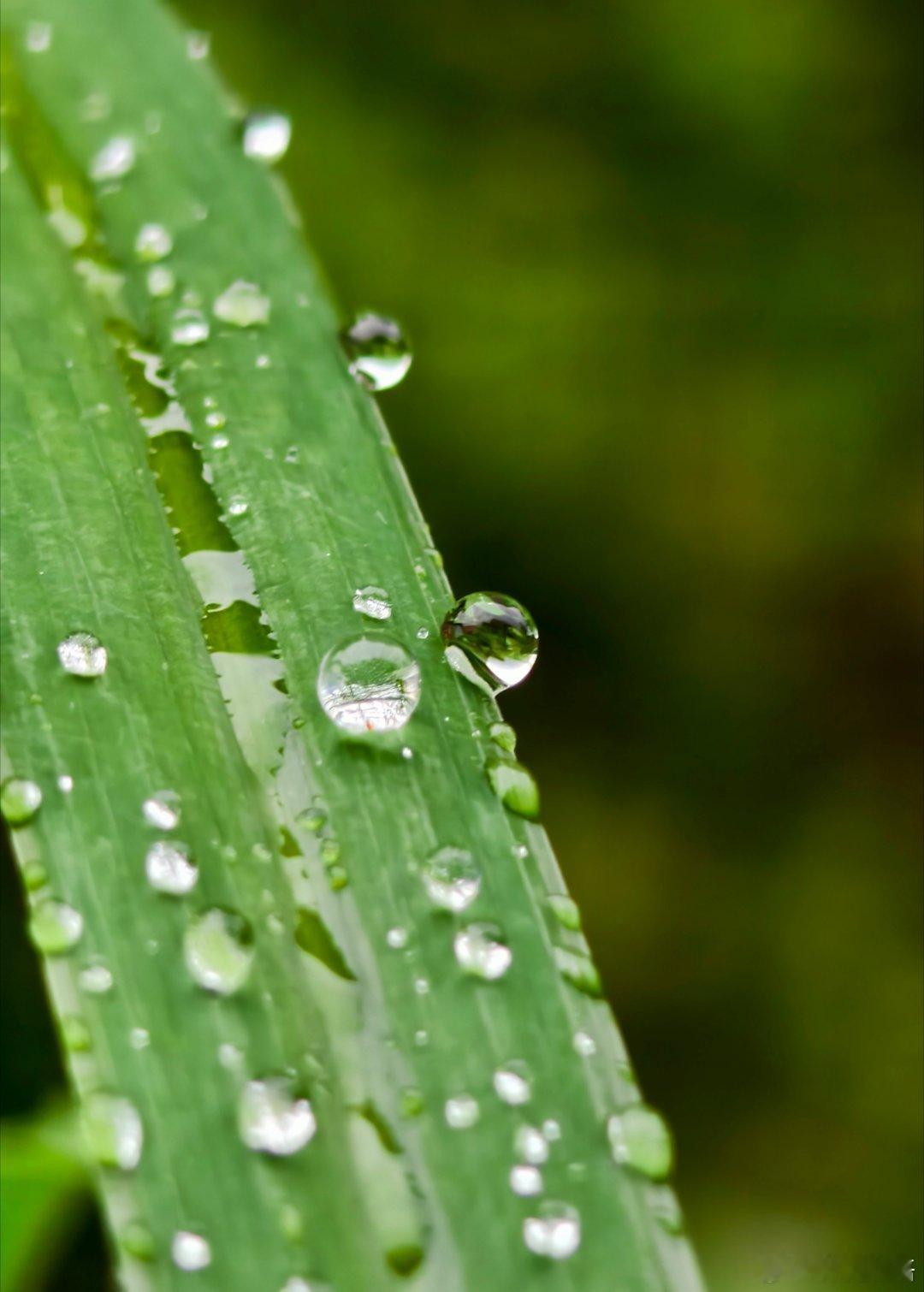 下雨了，不影响心情，因为有露珠的陪伴！ ​​​