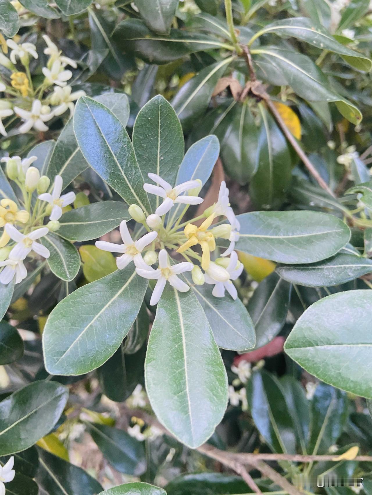 没拍好，接着拍，顺手查询一下，此花乃是海桐花，又名七里香，寓意记得我。

因为它