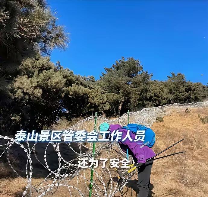 百余公里刀片刺网环绕泰山，

远远看去，整座名山仿佛被套上了坚硬冰冷的铁圈，不少