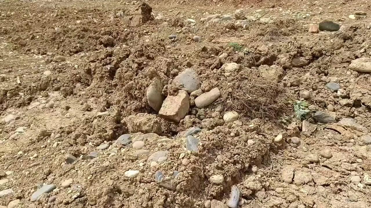 又看见块角砾岩，老铁们瞧这形状，要不要搬回去呢？反正这附近已经捡了不少了。这泥里