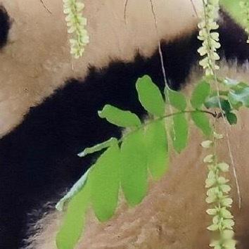 熊猫守护者 | ‎熊猫守护者 人生路上，遇见善良，学会付出；遇见微笑，学会分享；