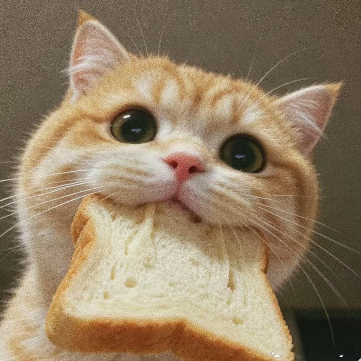 小猫塑也可以[奶牛猫] ​​​