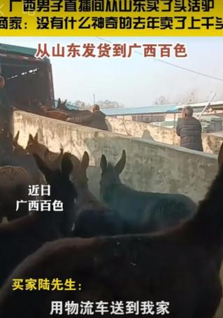 广西大叔心在直播间从山东买了头活驴11000元，运费1200元， 女儿以为受骗已