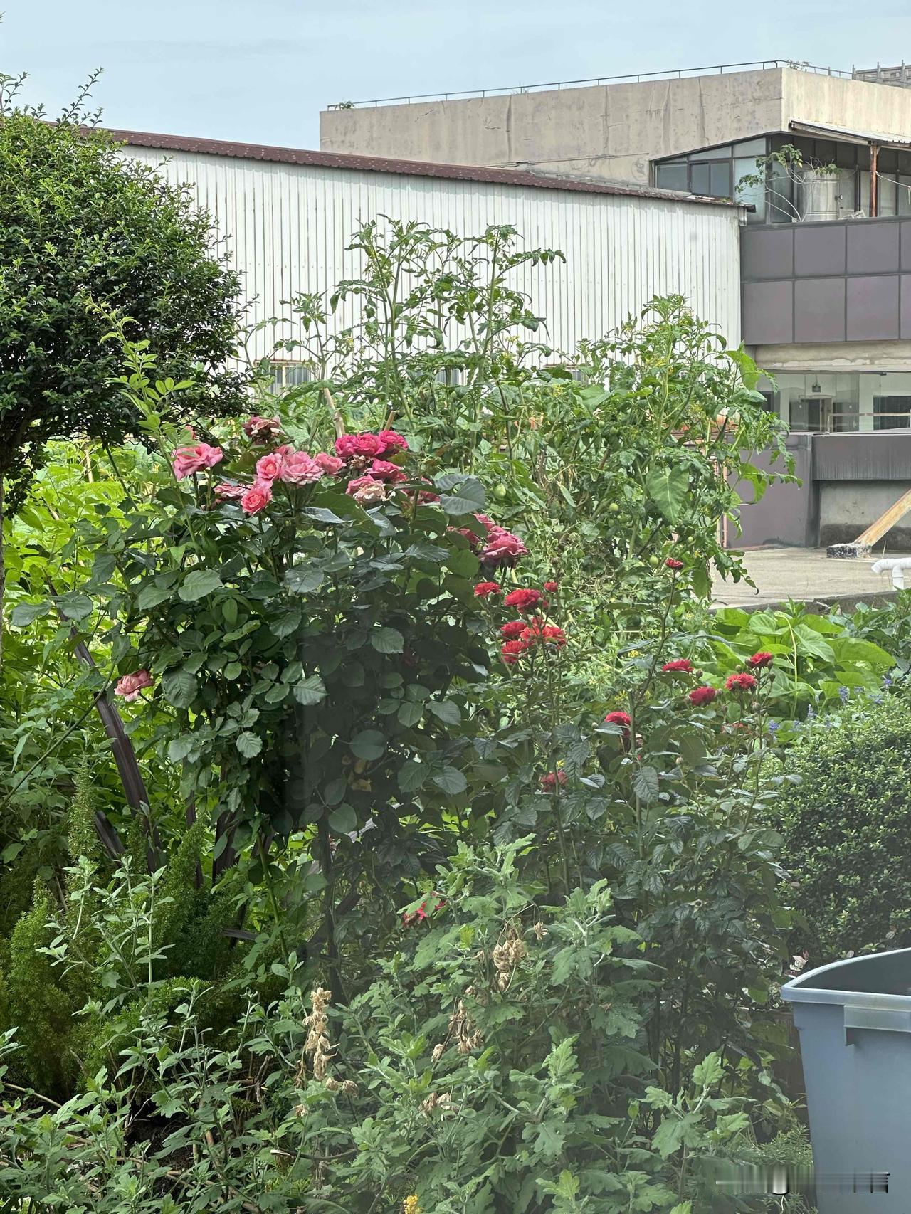 城市绿意盎然，花团锦簇，生机勃勃。