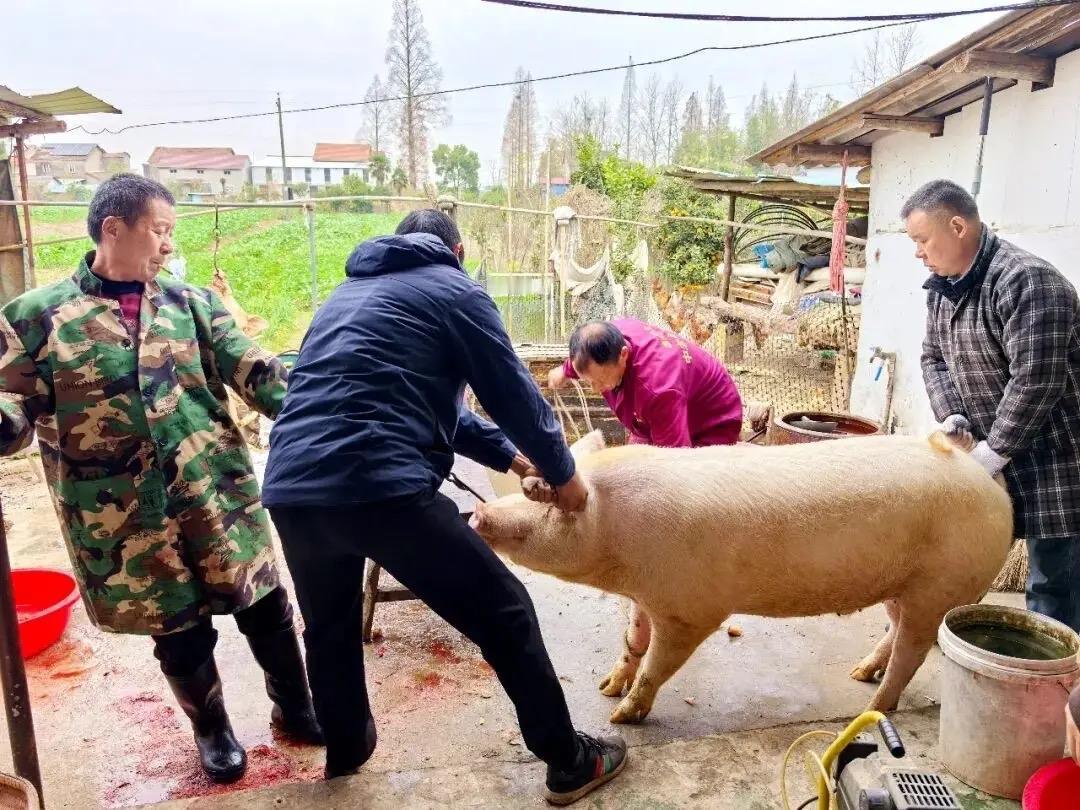 “杀年猪帮忙按猪却截瘫！”66岁老人好心帮同村人“按猪”，却被猪踢成截瘫四级伤残