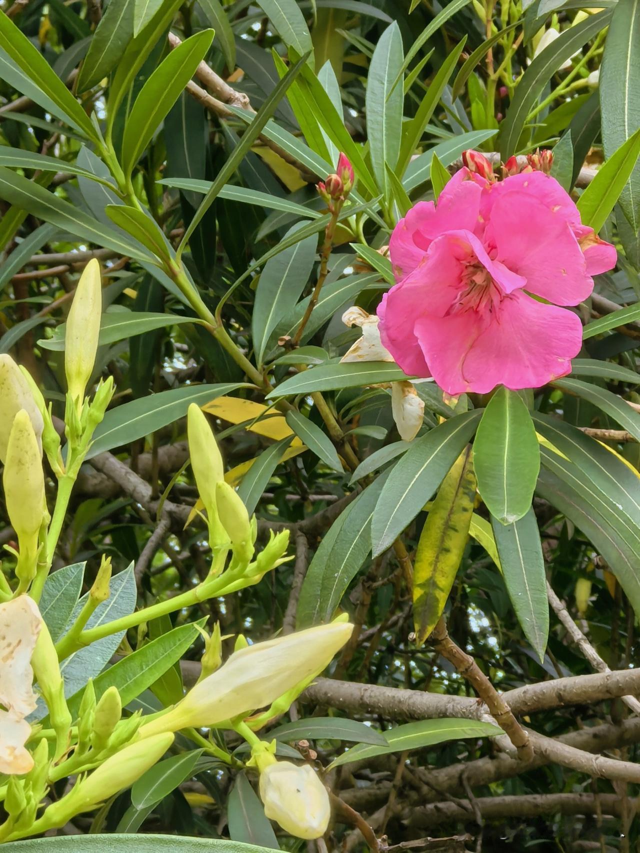 夜来风雨声，花落知多少？
初夏的风吹开吹落多水路边自由的花。