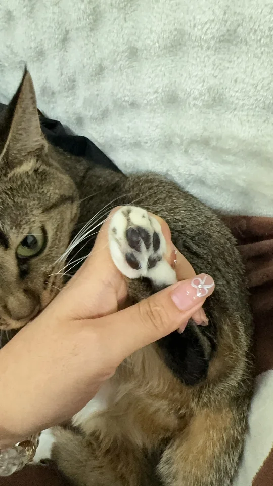 猫咪爪爪比了个心 💗
