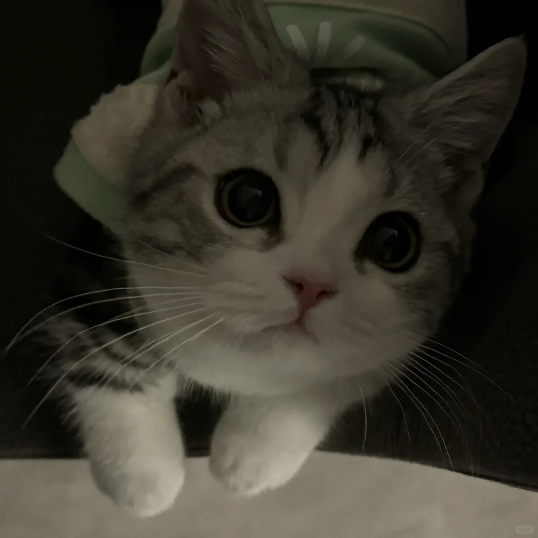 鼻嘎（黑化版）